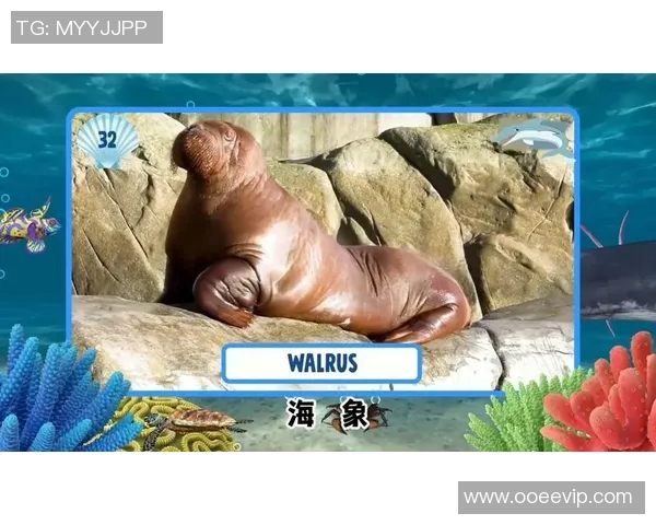 海狮明星展现篮球技巧精彩视频引发网友热议与点赞 海狮明星展现篮球技巧精彩视频引发网友热议与点赞